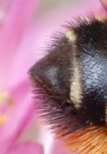 Réf. 266 648 : Megachile versicolor